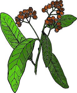 DecouverteVertuePlante_FreePictOpenClipart_allspice